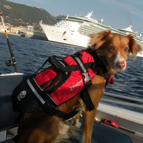 Crewsaver Pet Buoyancy Aid (Extra Small 9"-12")